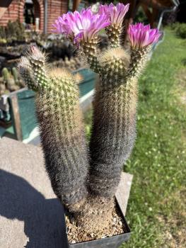 Preview: Echinocereus websterianus